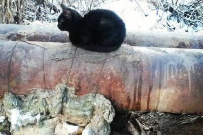 В Переславле смогут согреться 16 тысяч замерзающих котов
