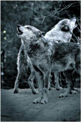 История о том, как волки восстановили экосистему Йеллоустонского парка