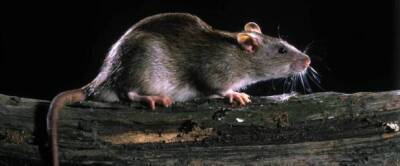 Ученые Принстонского университета назвали крыс источником нового коронавируса