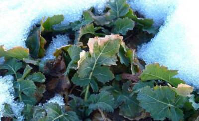 Советы тюменцам: как защитить огород в бесснежную зиму