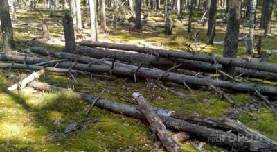 В Шумерлинском районе осудили мужчину, по вине которого на рабочего упало дерево