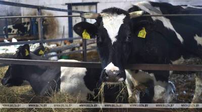 В Узденском районе при пожаре на ферме спасено более 120 коров