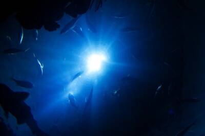 Ученые нашли новое морское существо, которое похоже на пришельца и мира