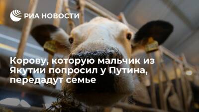 Корову, которую мальчик из Якутии просил на прямой линии Путина, передадут его семье