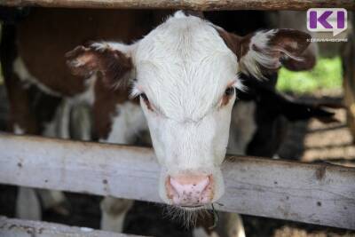 Фермерам Коми увеличат субсидию на покупку телят