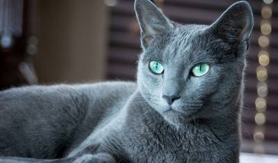 Русская голубая рулит: эксперты составили рейтинг самых красивых кошек