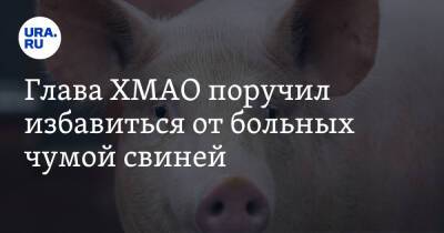 Алексей Шипилов - Глава ХМАО поручил избавиться от больных чумой свиней - ura.news - Югра