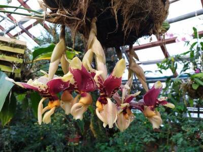 В Ботаническом саду УрО РАН расцвела «орхидея-бык»