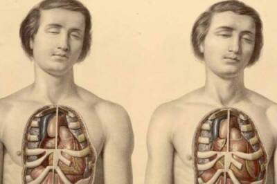 Революция в анатомии: органы и части тела человека, которые недавно обнаружили ученые
