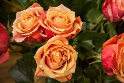 Как укoренить розу из подаренного букета: многие удивятся, но это просто