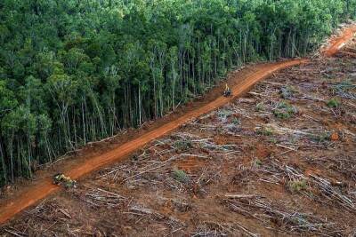 Вырубка лесов Амазонии достигла максимума за 15 лет