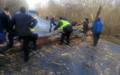 В Черниговской области ураганный ветер повалил деревья на трассы