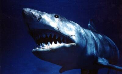 DR (Дания): боитесь челюстей? На самом деле риск быть убитым акулой невелик