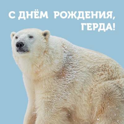 В Новосибирском зоопарке белая медведица Герда отметила 14-летие