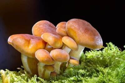 Ученые из Германии создали гриб, который имеет вкус земляники и мира