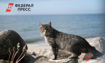Российские зоозащитники требуют уголовного наказания убившим кота Кузю живодерам