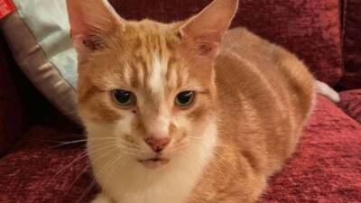 Курьез: в Британии кот вернулся домой спустя 10 лет блужданий (ФОТО)