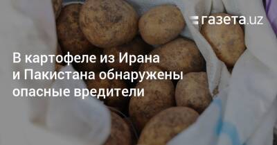 В картофеле из Ирана и Пакистана обнаружены опасные вредители