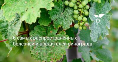 6 самых распространённых болезней и вредителей винограда - skuke.net - Виноград