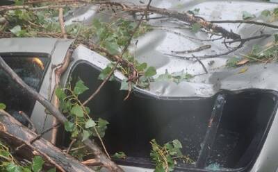 Поваленные штормом деревья помяли в Липецке пять автомобилей