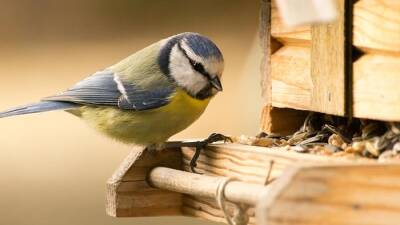 Nabu призывает подкармливать птиц уже в ноябре