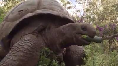 В Танзании спасли от живодеров 220-летнюю черепаху