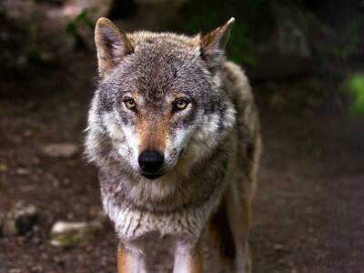 В Мурманской области волки съели мопса и пекинеса