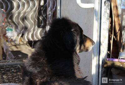 Дзержинский «концлагерь» для собак проверяет прокуратура
