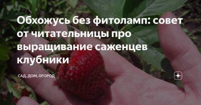 Обхожусь без фитоламп: совет от читательницы про выращивание саженцев клубники - skuke.net