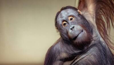 Ученые университета Лилля обнаружили, что стиль рисования орангутанов зависит от их настроения