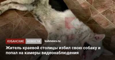 Житель краевой столицы избил свою собаку и попал на камеры видеонаблюдения
