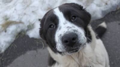 В Госдуме проверят информацию о жестоком избиении пса хозяином в Краснодарском крае