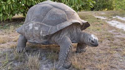 Гигантскую черепаху Альдабра спасли от живодеров в Танзании
