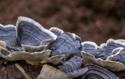Ученые вырастили гриб со вкусом и запахом земляники