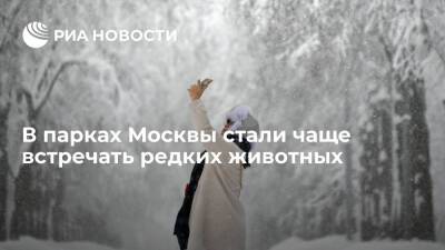В парках Москвы стали чаще встречать животных, занесенных в Красную книгу
