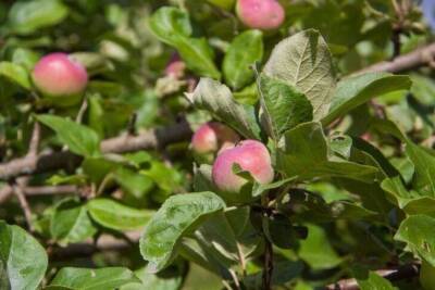 Осенняя хитрость, чтобы яблоня дала урожай мечты: о чем молчат садоводы - skuke.net