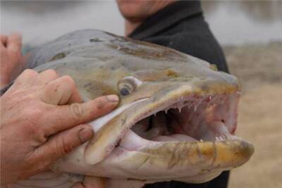 Таймень: Рыбаки называют его водным тигром. Крупнейший лосось с легкостью охотится на сухопутных животных (7 фото)