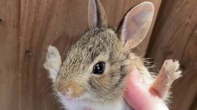 Спасение маленького кролика попало на видео – он такой забавный!