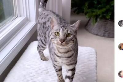 Самая болтливая кошка на свете покорила Интернет