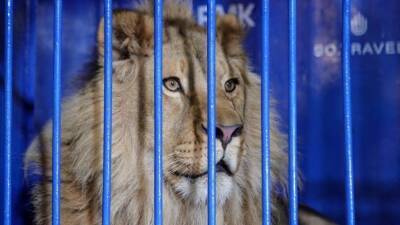 В Танзании выпустили в вольер уральского льва Симбу