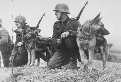 «Монстр Третьего Рейха»: зачем Гитлер приказал создать собаку-убийцу - Русская семерка