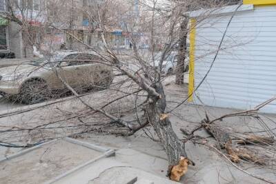 В Волгограде и области штормовой ветер свалил деревья на автомашины