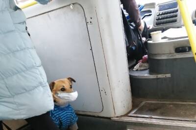 В Ярославле даже собаки соблюдают масочный режим