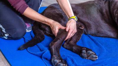 В Новосибирске ветеринары впервые в мире установили собаке протезы на все лапы