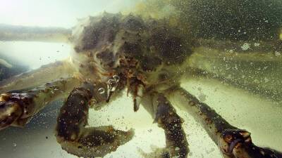 Чувствуют боль и страх: британские ученые признали омаров и крабов живыми существами