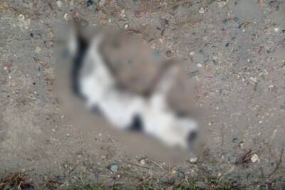 Стая бродячих собак разорвала кошку в Тверской области