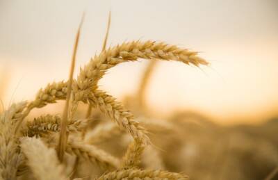 Экспорт украинской пшеницы превысил 14 млн т
