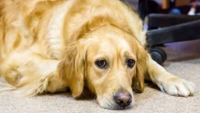 Кинолог предупредил владельцев собак о неочевидных угрозах для животного в доме