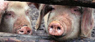 Свиней в Карелии содержали с нарушениями: ситуация могла закончиться смертельной эпидемией