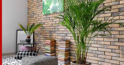 Красивые и неприхотливые: топ-5 декоративных пальм, которые подойдут для квартиры